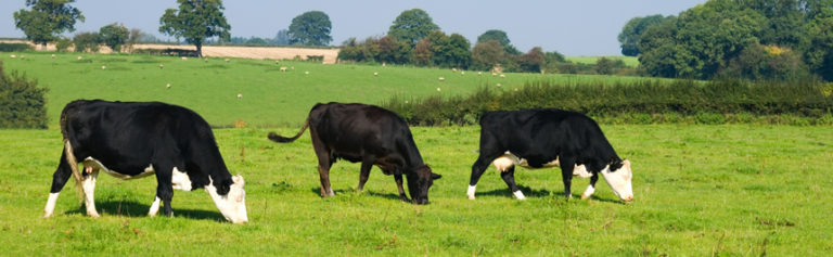 Locations And Hours The Peoples Bank   Cattle 2 Shutterstock 18025018 768x237 